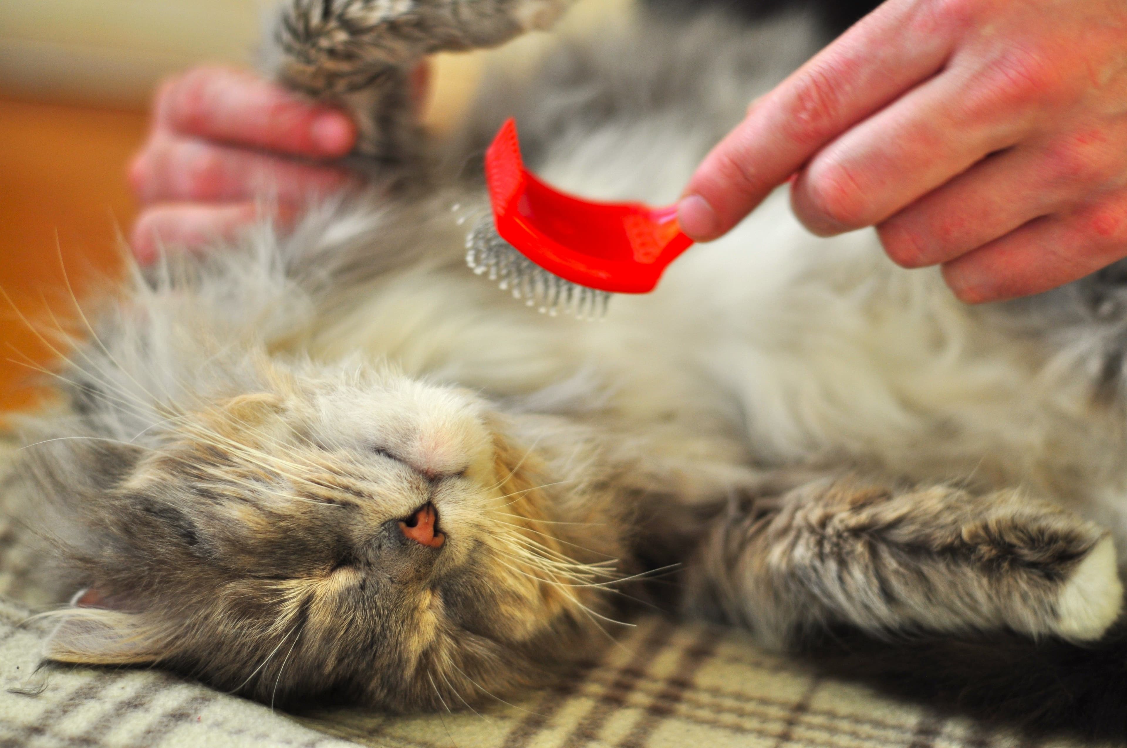 Remedios para bolas de pelo en gatos: qué dicen los datos