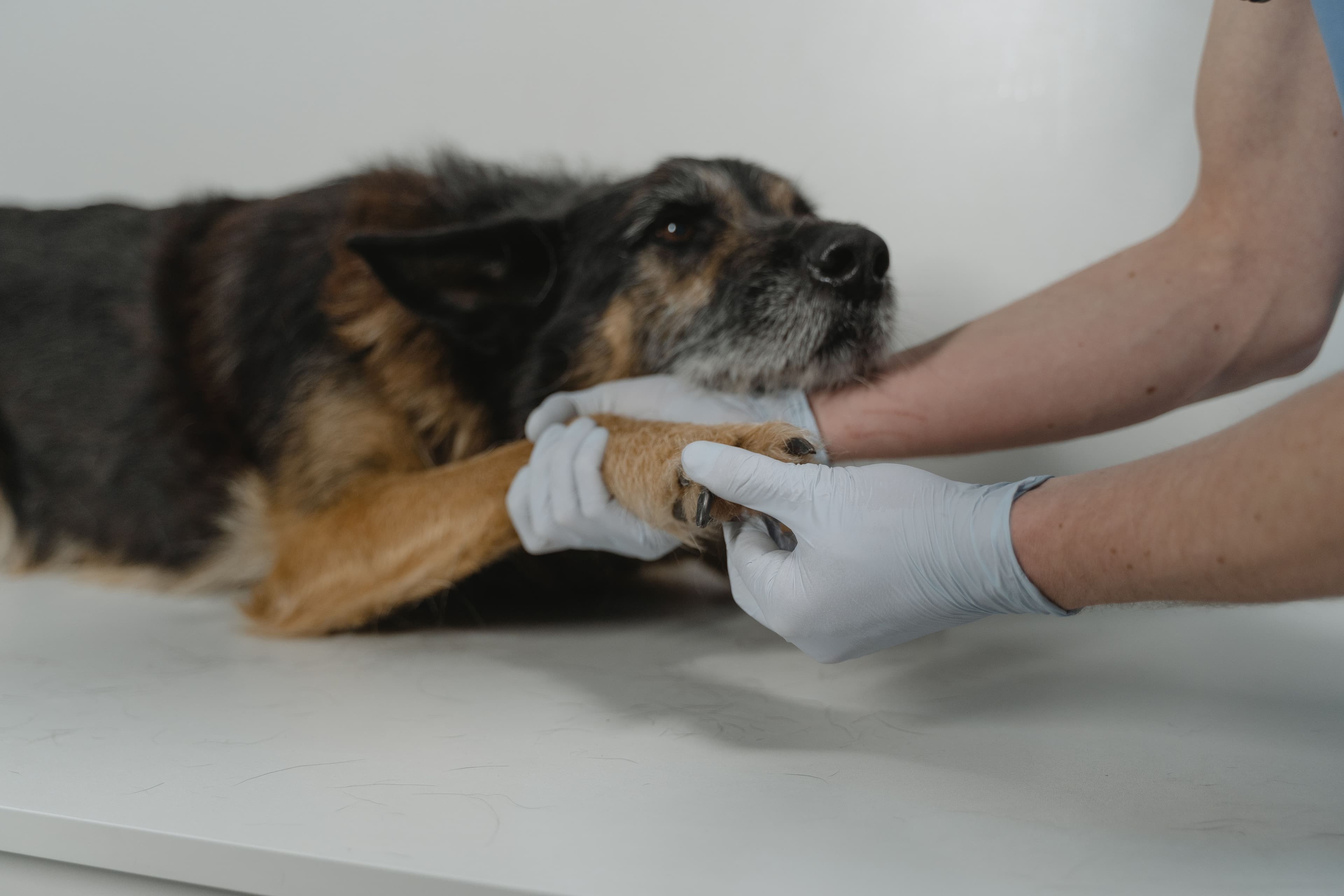 Perro cojeando: cuándo preocuparse y cuándo el reposo falla