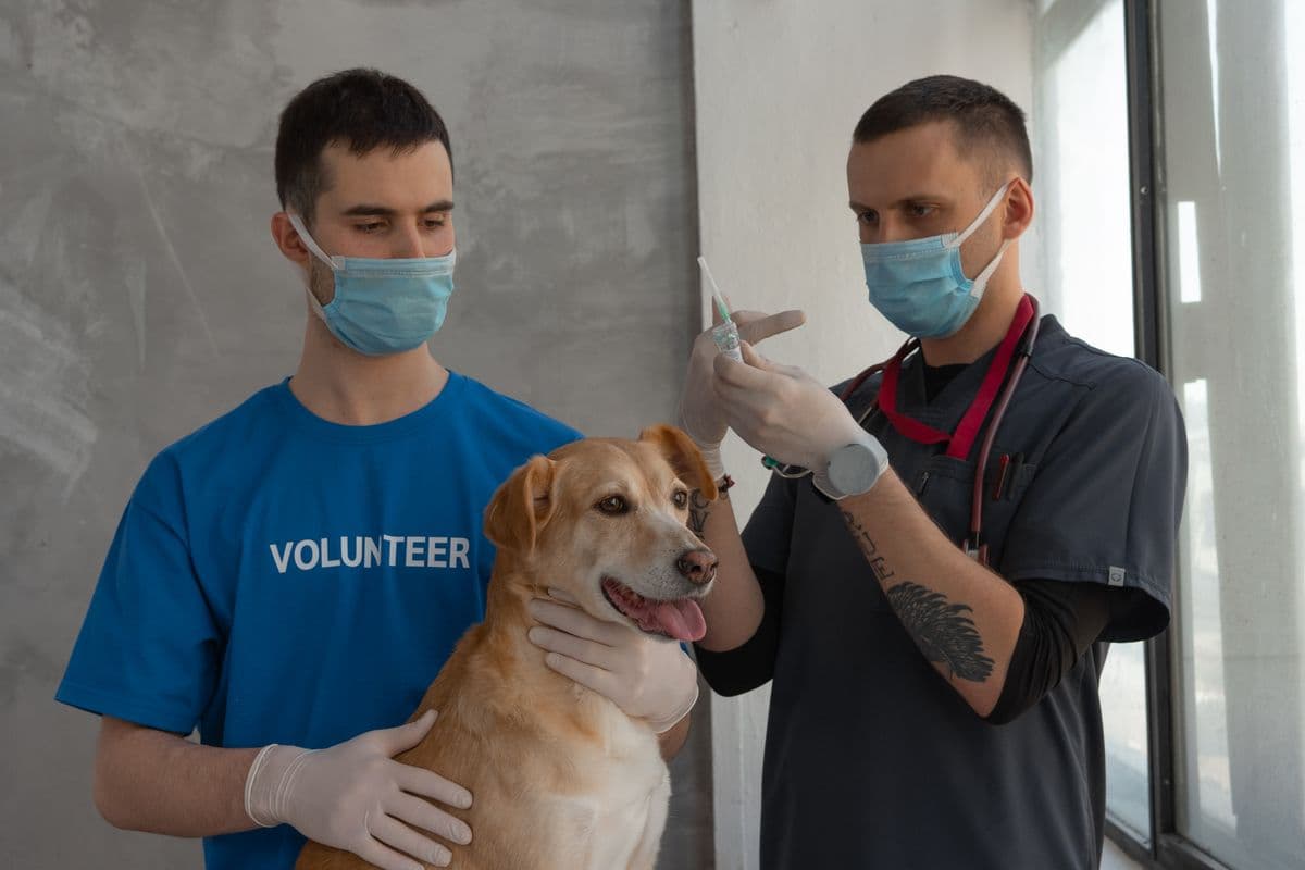 Guía del calendario de vacunas para perros, de cachorro a refuerzos