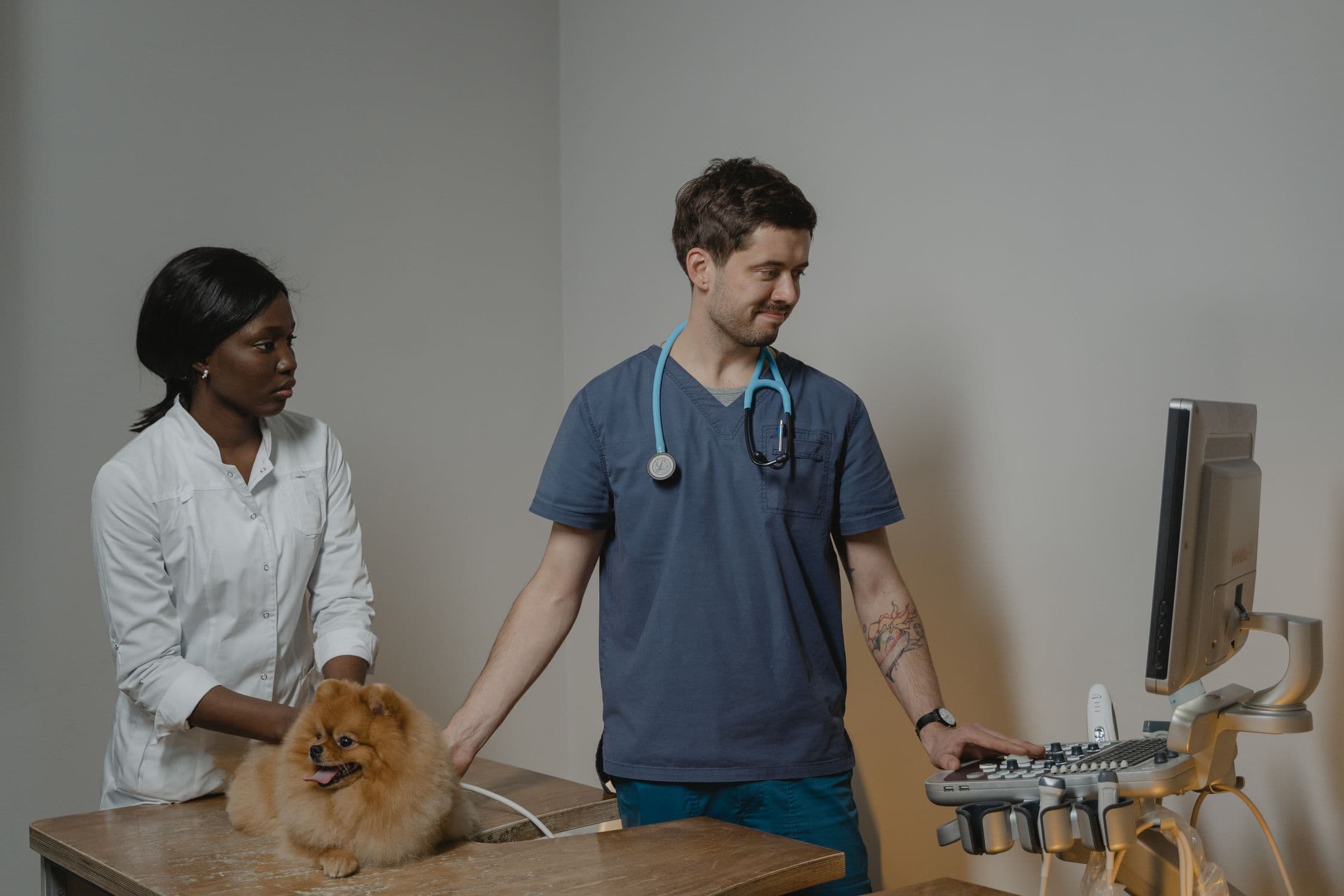 ¿Cada Cuánto Debe Ir el Perro al Veterinario? La Respuesta Real