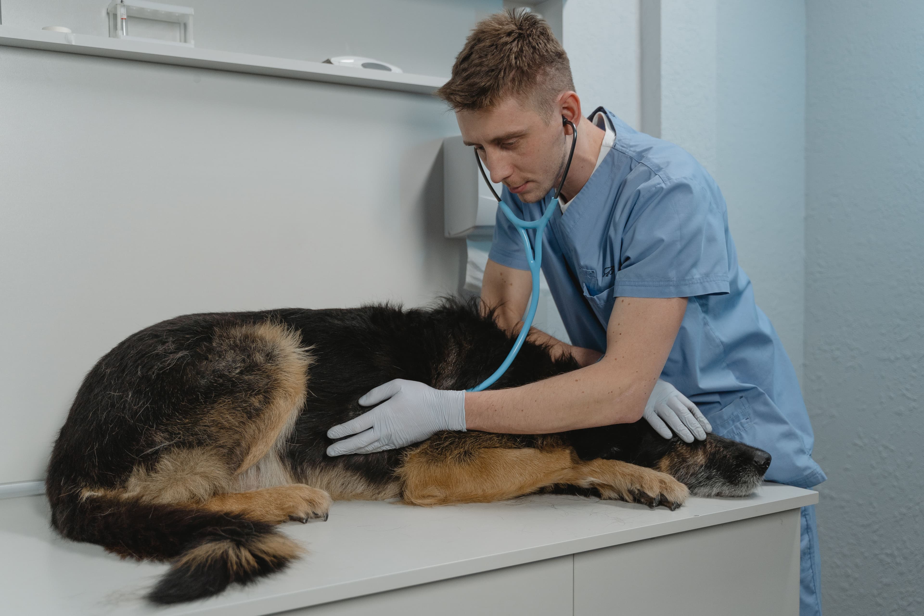 Cómo crear un historial médico de tu mascota antes de necesitarlo