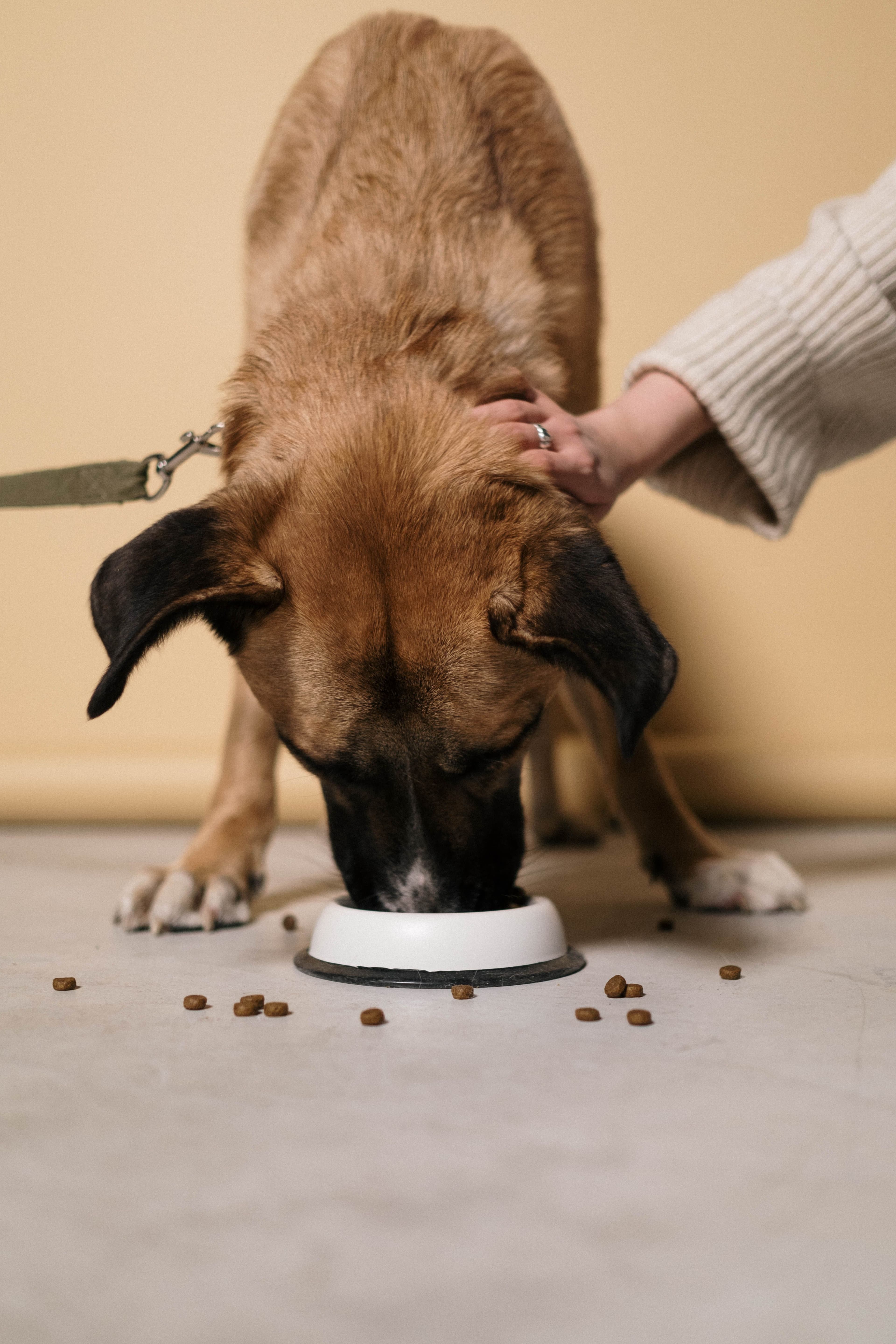 Cómo manejar a un perro diabético: lo que dicen los datos