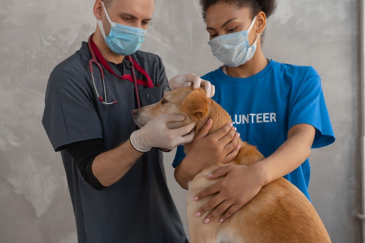 Cómo preparar la cita con el veterinario y salir con respuestas