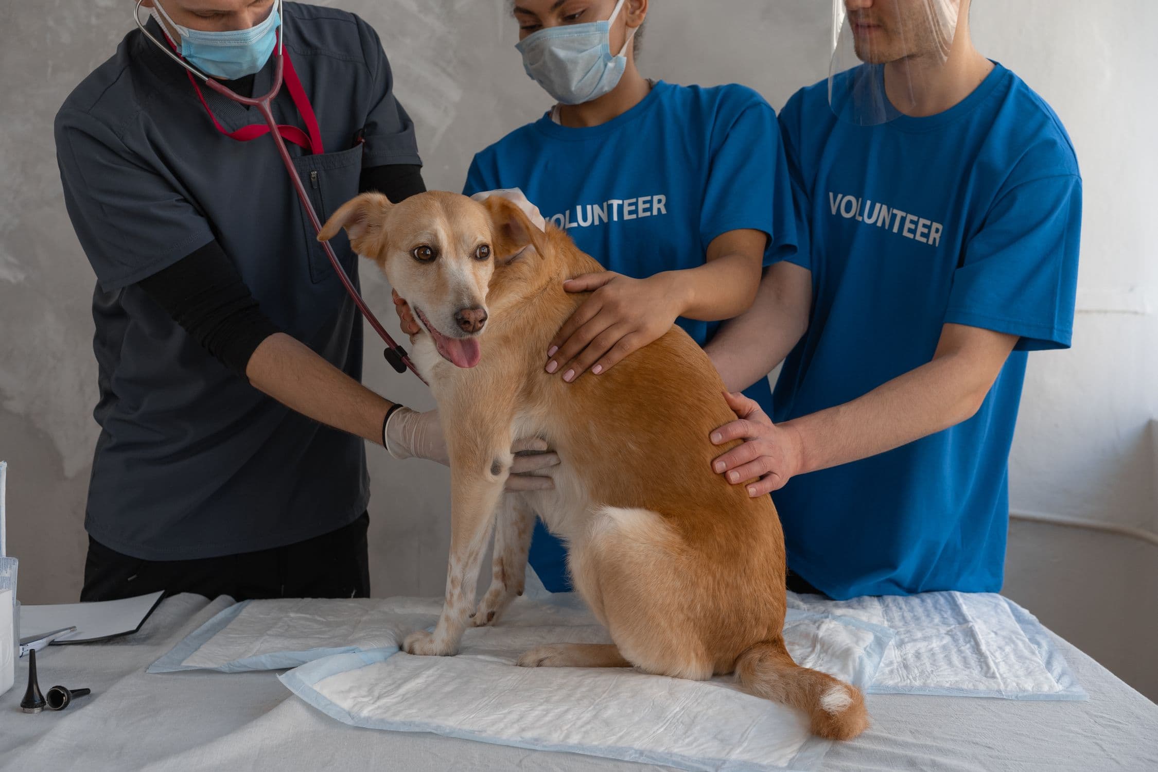 5 mitos sobre cómo darle un medicamento nuevo a tu mascota